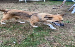 Mixed Breed dogs for adoption: Meet BENNY - a Lovely Boy for a Loving Home - Image 7