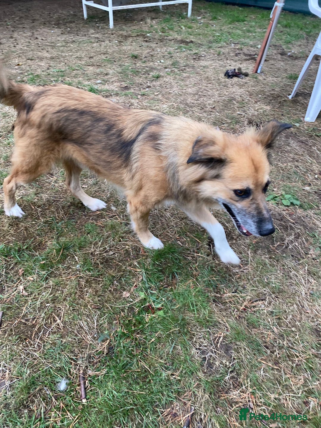 Mixed Breed dogs for adoption: Meet BENNY - a Lovely Boy for a Loving Home - Image 7