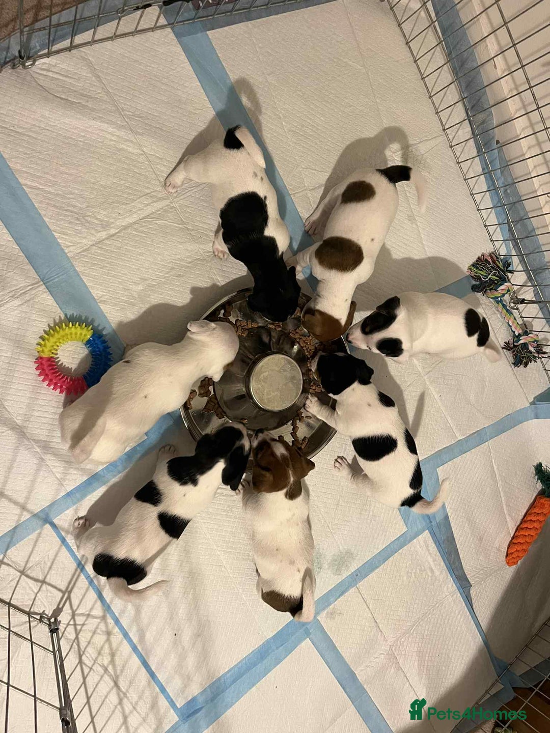 Jack Russell dogs for sale: Jack Russell Puppies for Sale  - Image 1