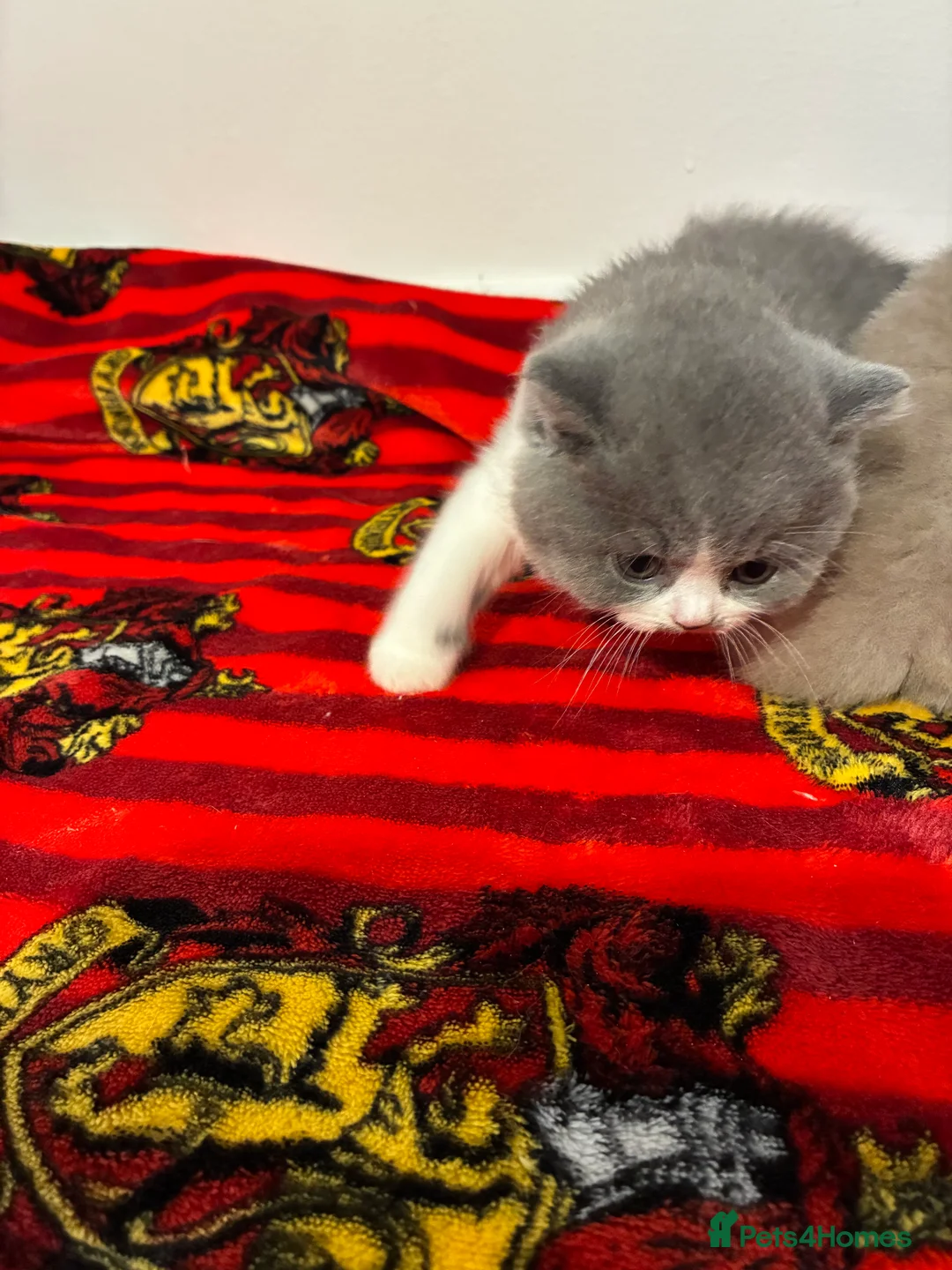 British Shorthair cats for sale: LAST 1 REMAINING BSH TICA KITTENS - Advert 20
