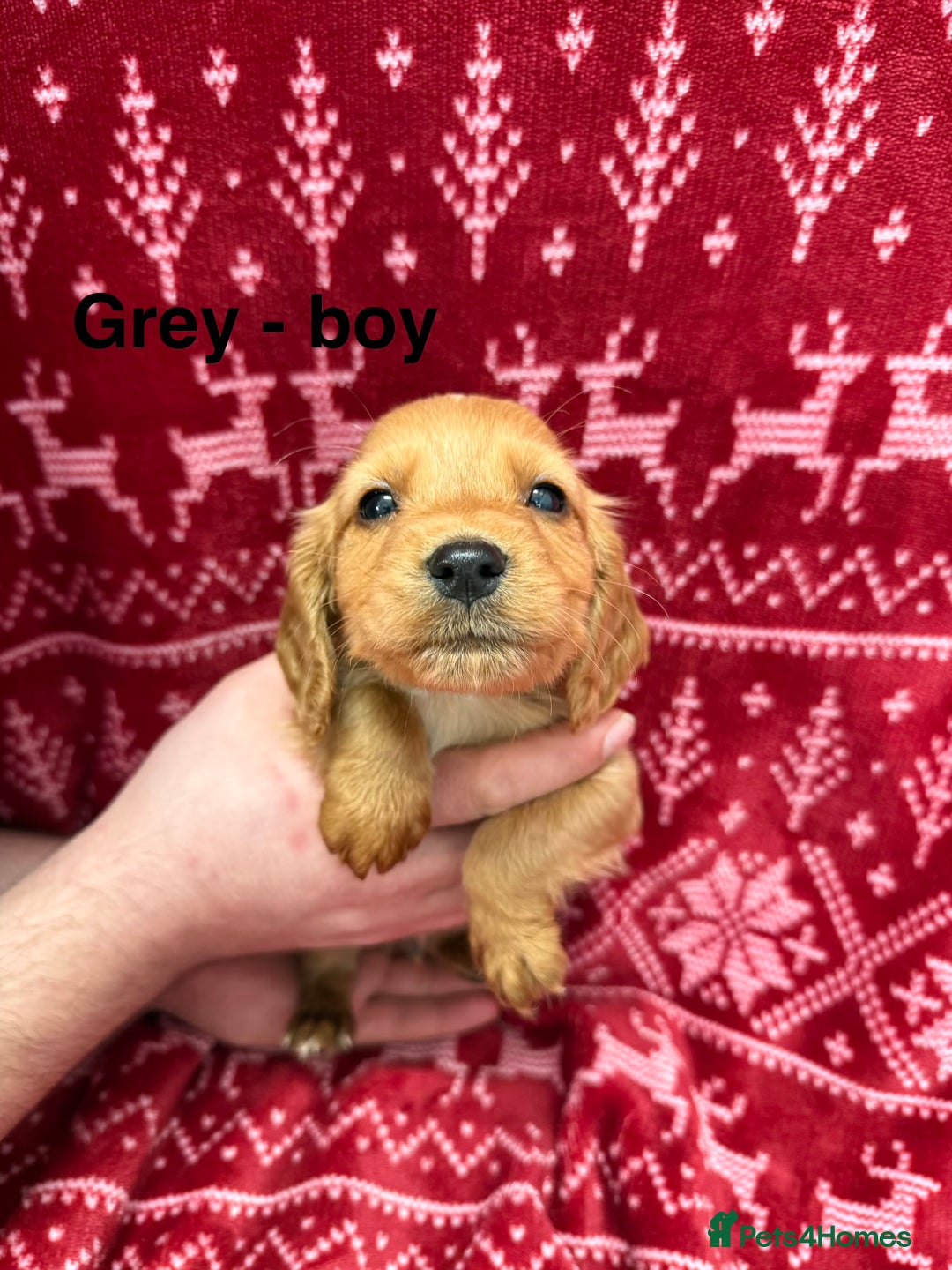 Cocker Spaniel dogs for sale: cocker spaniel puppies  - Advert 9