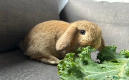 Mini Lop rabbits for sale: Beautiful baby  mini lops bunny’s  in Taunton - Image 8