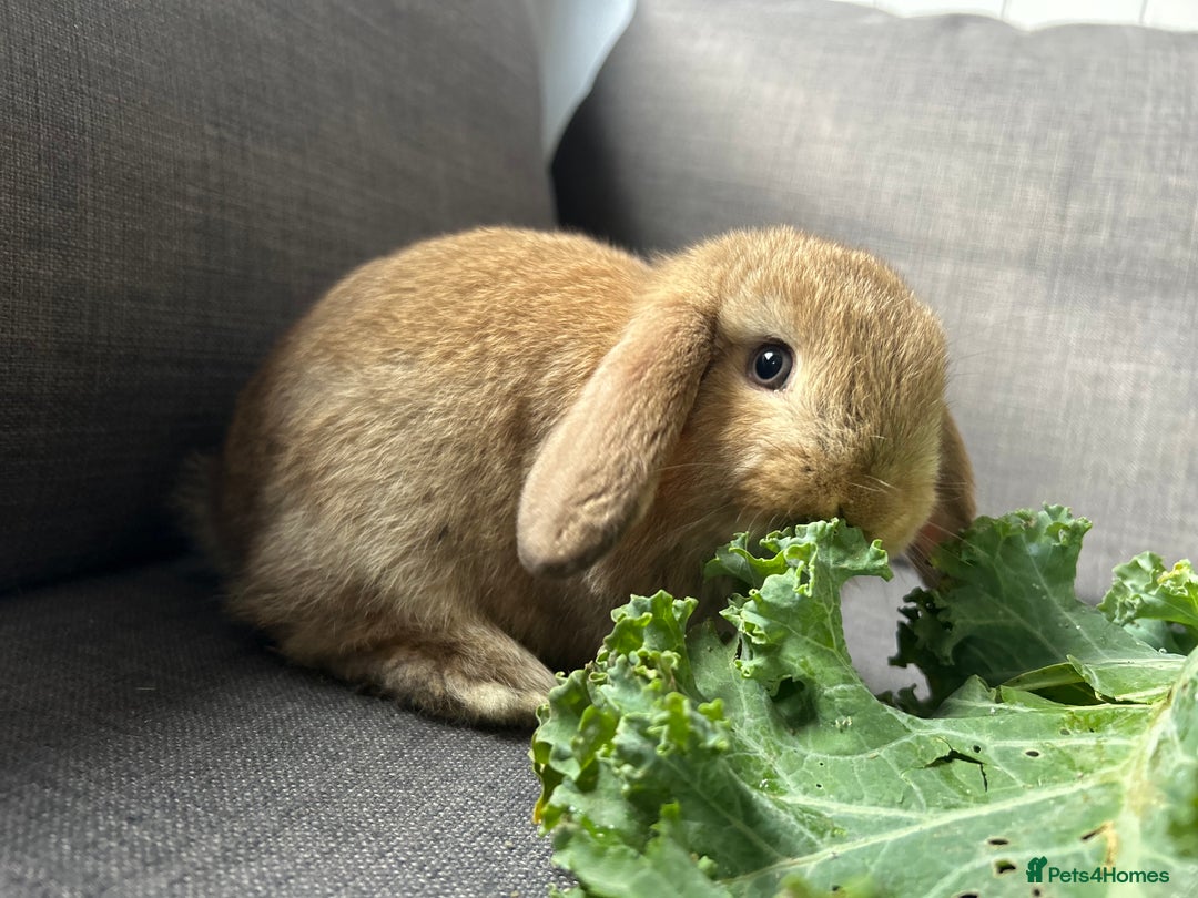 Mini Lop rabbits for sale: Beautiful baby  mini lops bunny’s  in Taunton - Image 8
