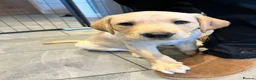 Labrador Retriever dogs for sale: Fox Red/Yellow working line Labrador puppies - Advert 11