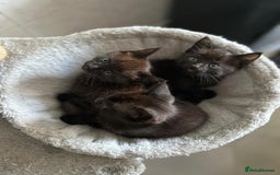 Maine Coon cats for sale: Gorgeous Maine Coon cross Bengal Kittens  - Image 10