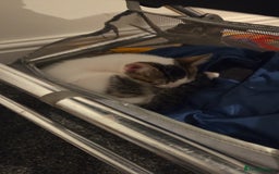 Mixed Breed cats for sale: Kitten for sale  - Image 4