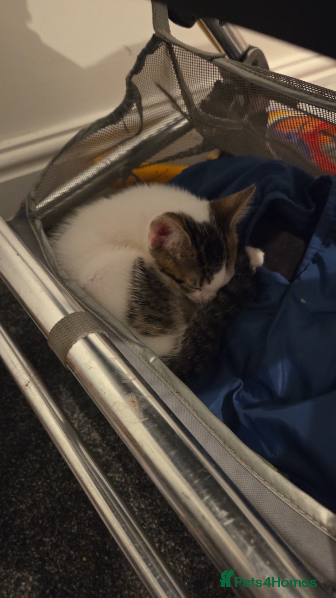 Mixed Breed cats for sale: Kitten for sale  - Image 4
