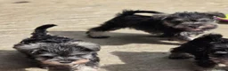 Miniature Schnauzer dogs for sale: Miniature schnauzer puppies - Advert 5