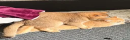 British Shorthair cats for stud: Purebred British Golden Cats - Advert 6