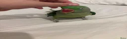 Parrots birds for sale: Female Alexandrian  - Advert 1