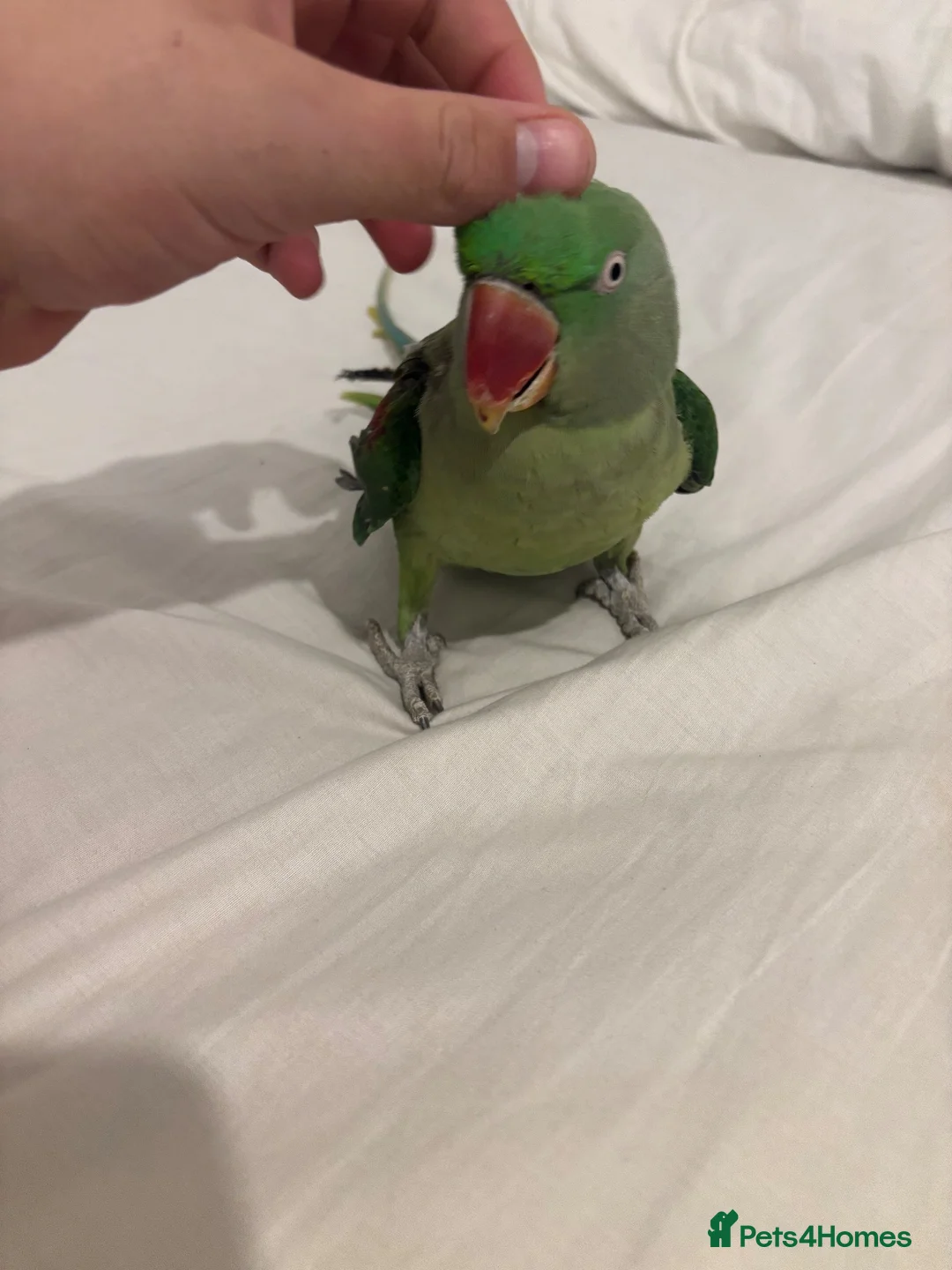 Parrots birds for sale: Female Alexandrian  - Advert 1