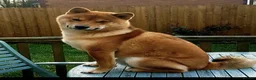 Japanese Shiba Inu dogs for stud: Japanese Shiba Inu in Swansea - Advert 1
