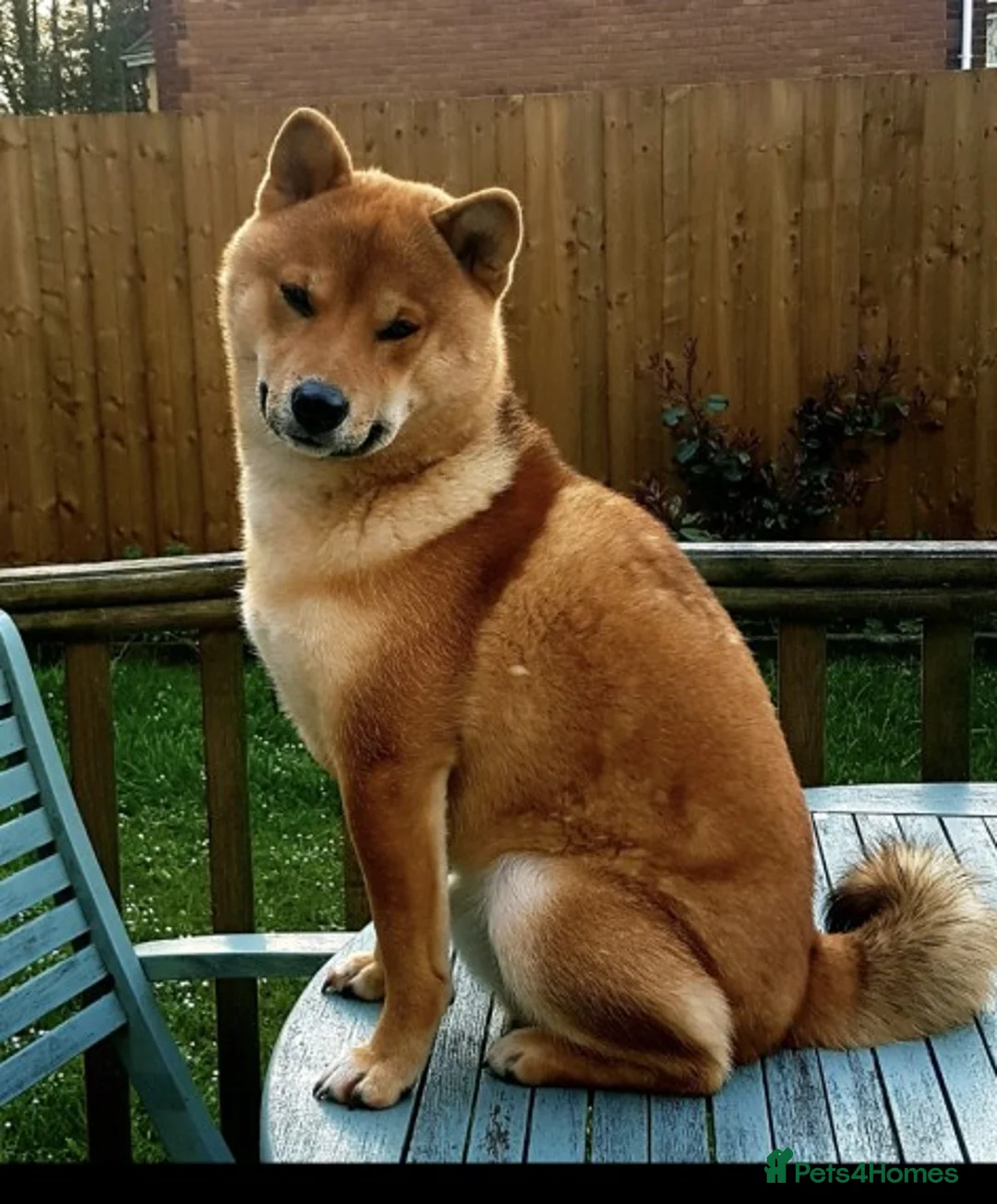 Japanese Shiba Inu dogs for stud: Japanese Shiba Inu in Swansea - Advert 1