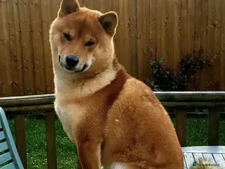 Japanese Shiba Inu dogs Japanese Shiba Inu in Swansea - Advert 1