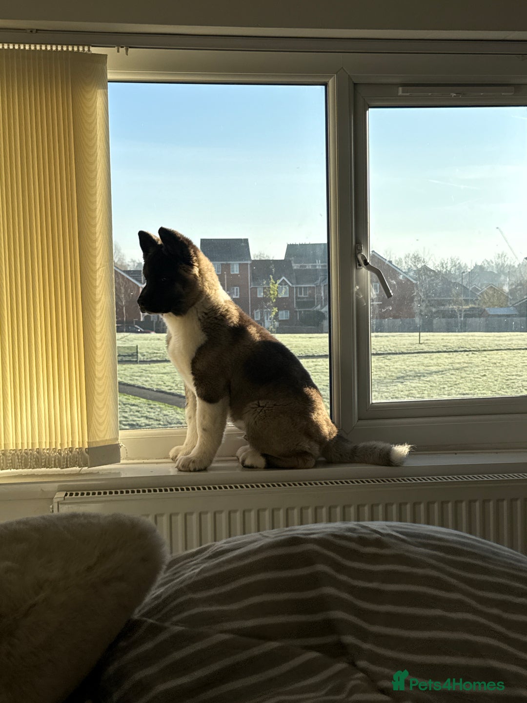 Akita dogs for sale: American akita puppy  - Advert 4