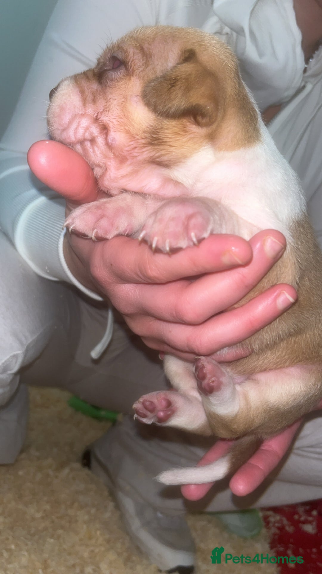 American Bull Staffy dogs for sale: 5 Girls 3 Boys American bull staffy pups  - Advert 11