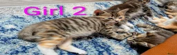 Mixed Breed cats for sale: Gorgeous Tabby Kittens for sale Ready June 17 - Advert 13