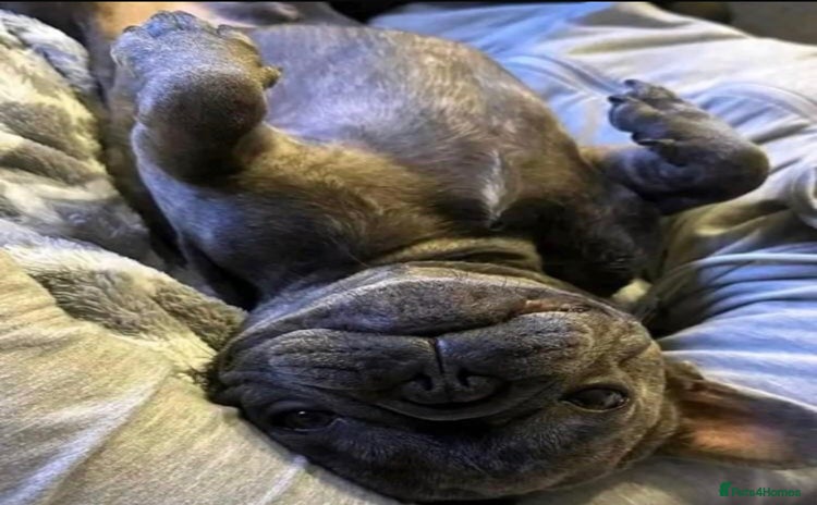 French Bulldog dogs - Advert 14