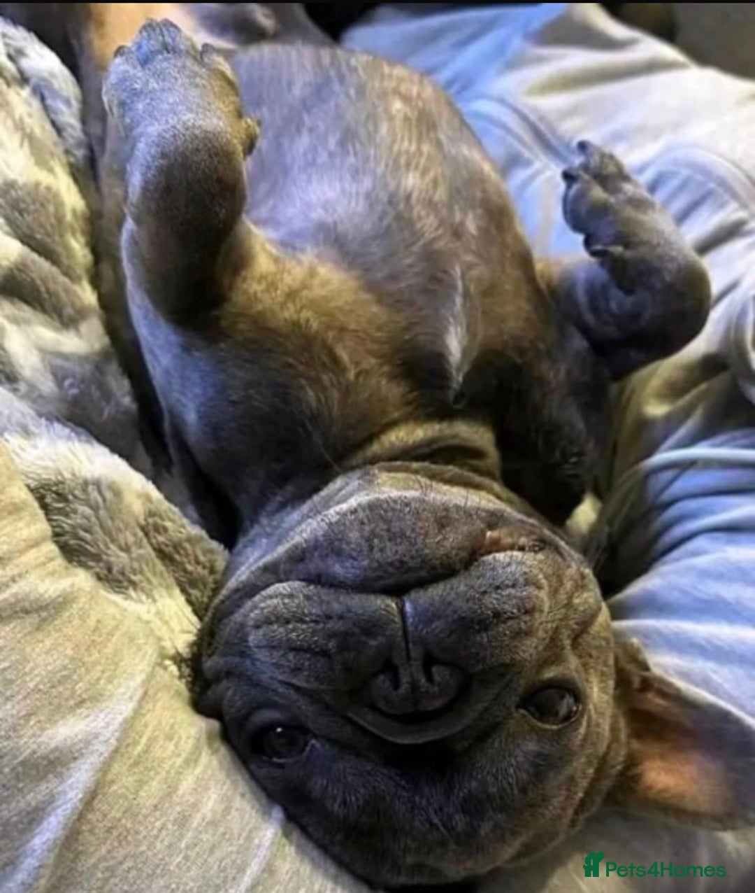 French Bulldog dogs for sale: Blue brindle French bulldog  - Image 1