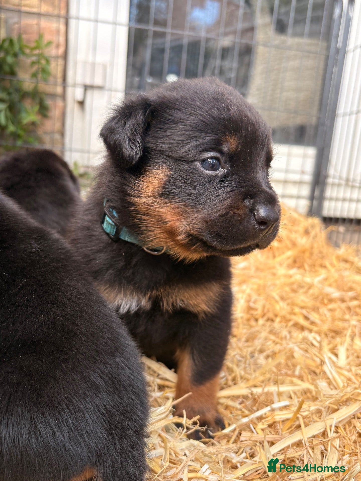Rottweiler dogs 🐾 EXCEPTIONAL ROTTWEILER PUPPIES  - Advert 1