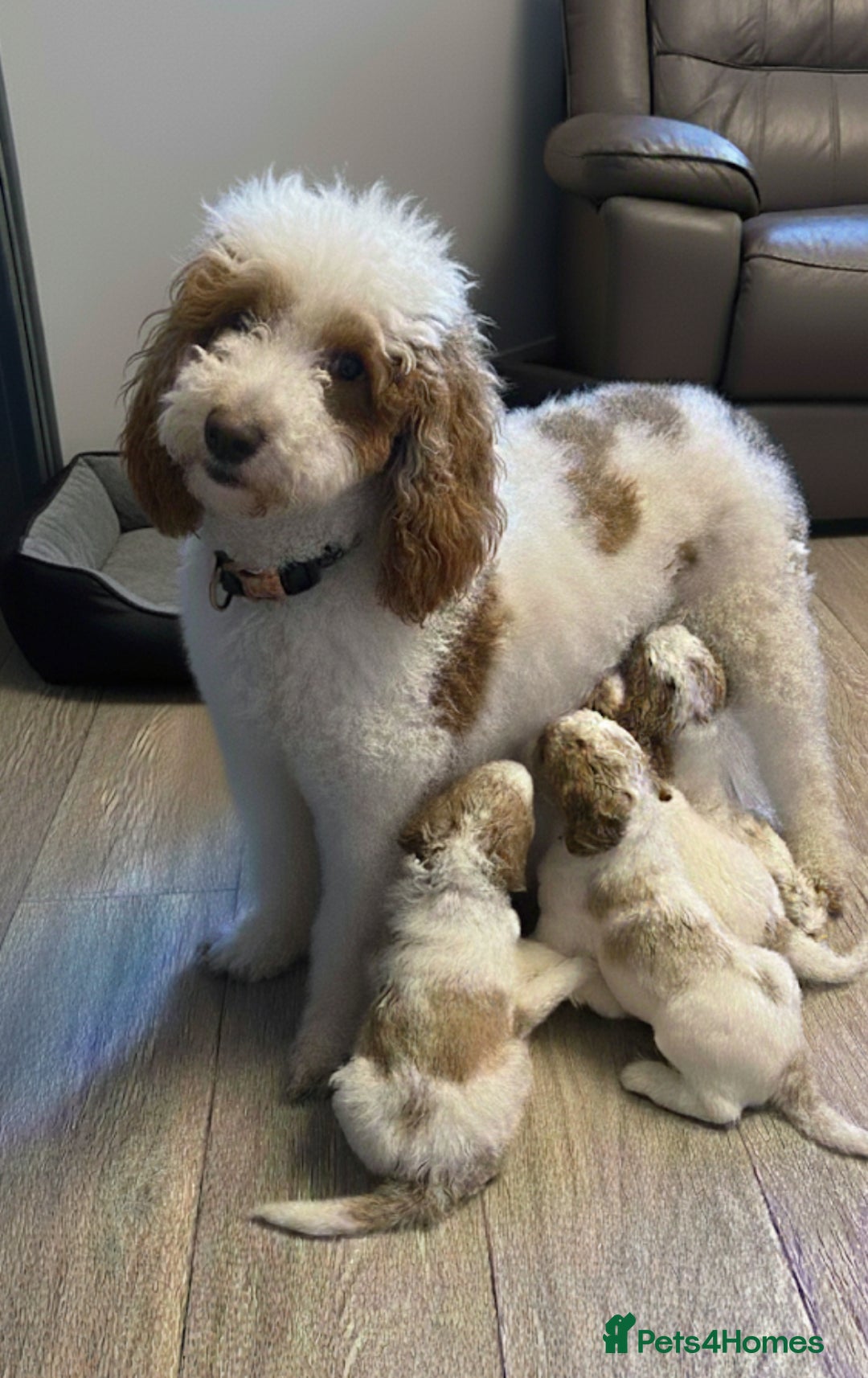 Double Doodle dogs for sale: Parti Double Doodles🐾  - Advert 15