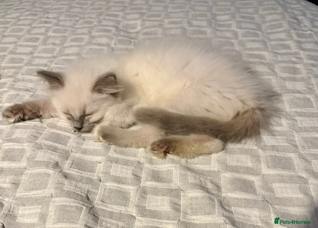 Ragdoll cats for sale:  Ragdoll kittens  - Advert 2