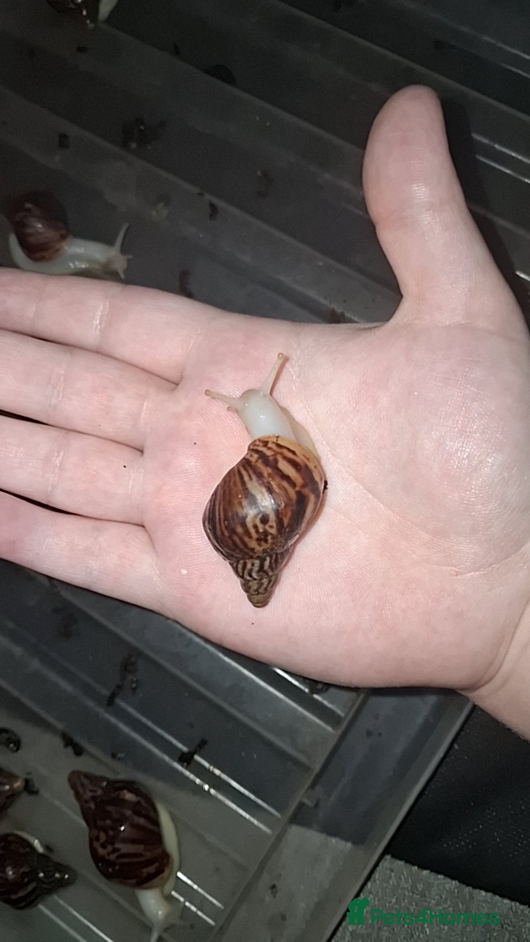 Snails invertebrates for sale: Albino giant African land snails - Advert 1