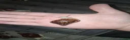 Snails invertebrates for sale: Albino giant African land snails - Advert 1