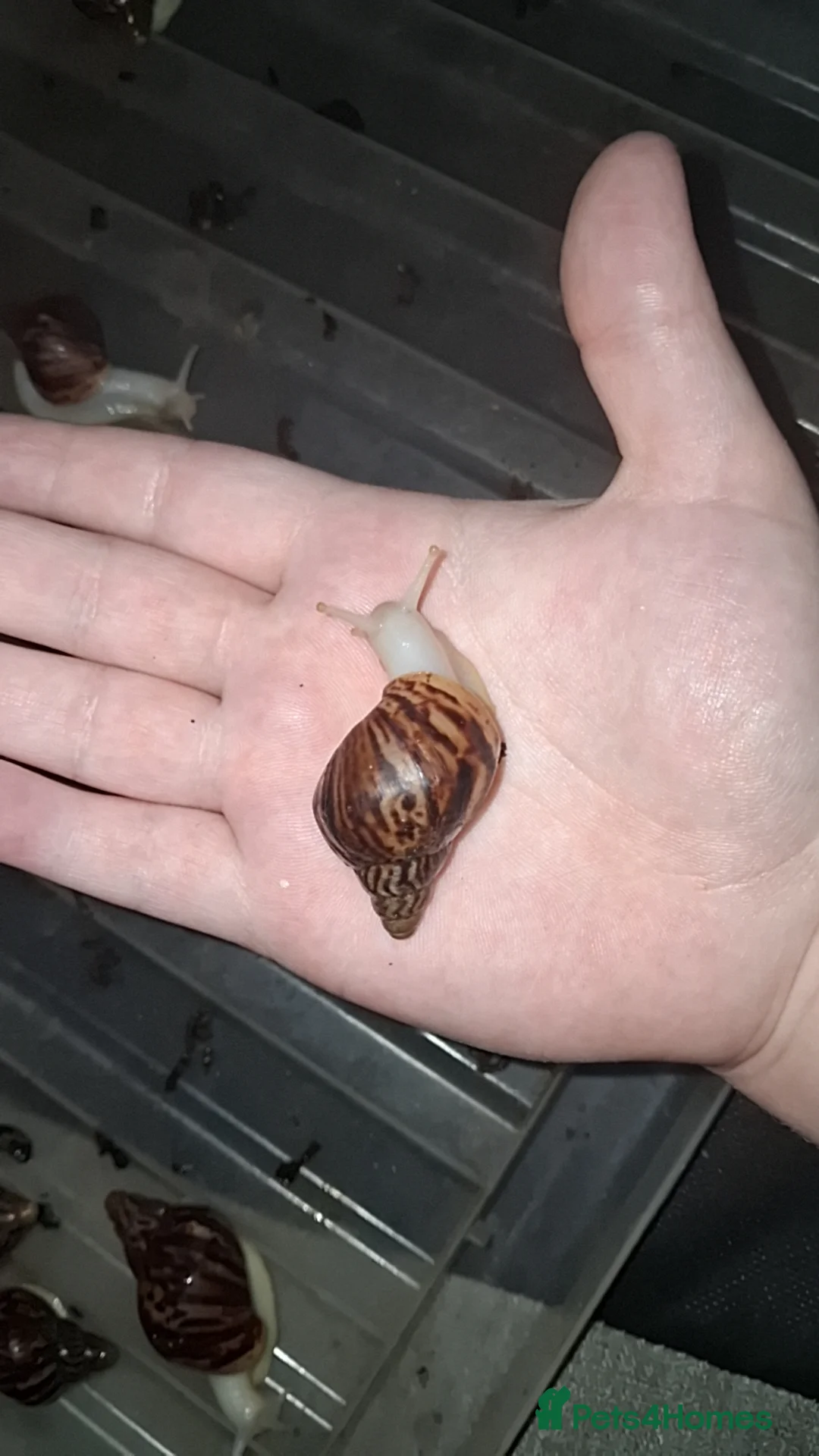 Snails invertebrates for sale: Albino giant African land snails - Advert 1