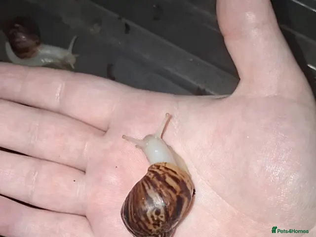 Snails invertebrates for sale: Albino giant African land snails (new young group) - Advert 1