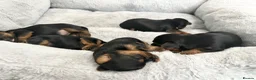 Yorkshire Terrier dogs for sale: ❤️ Gorgeous Miniature Yorkshire Terriers  - Advert 2