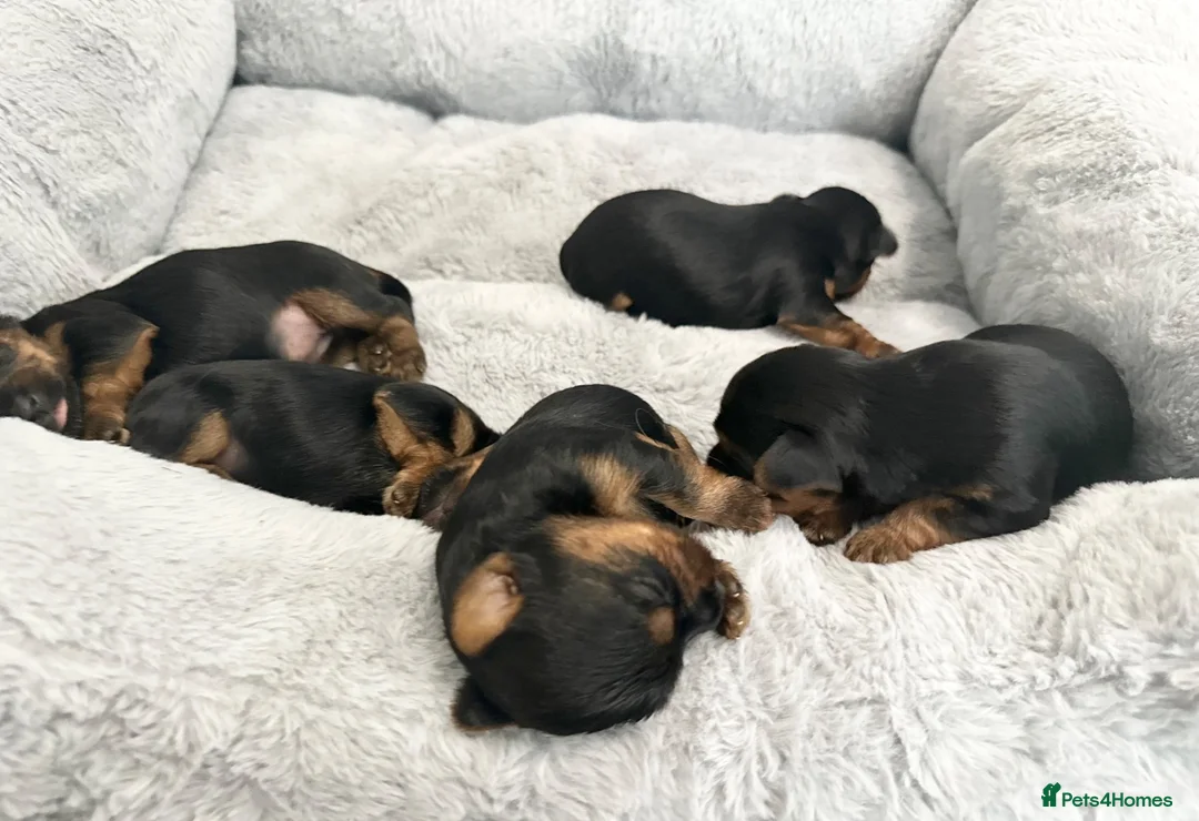 Yorkshire Terrier dogs for sale: ❤️ Gorgeous Miniature Yorkshire Terriers  - Advert 2