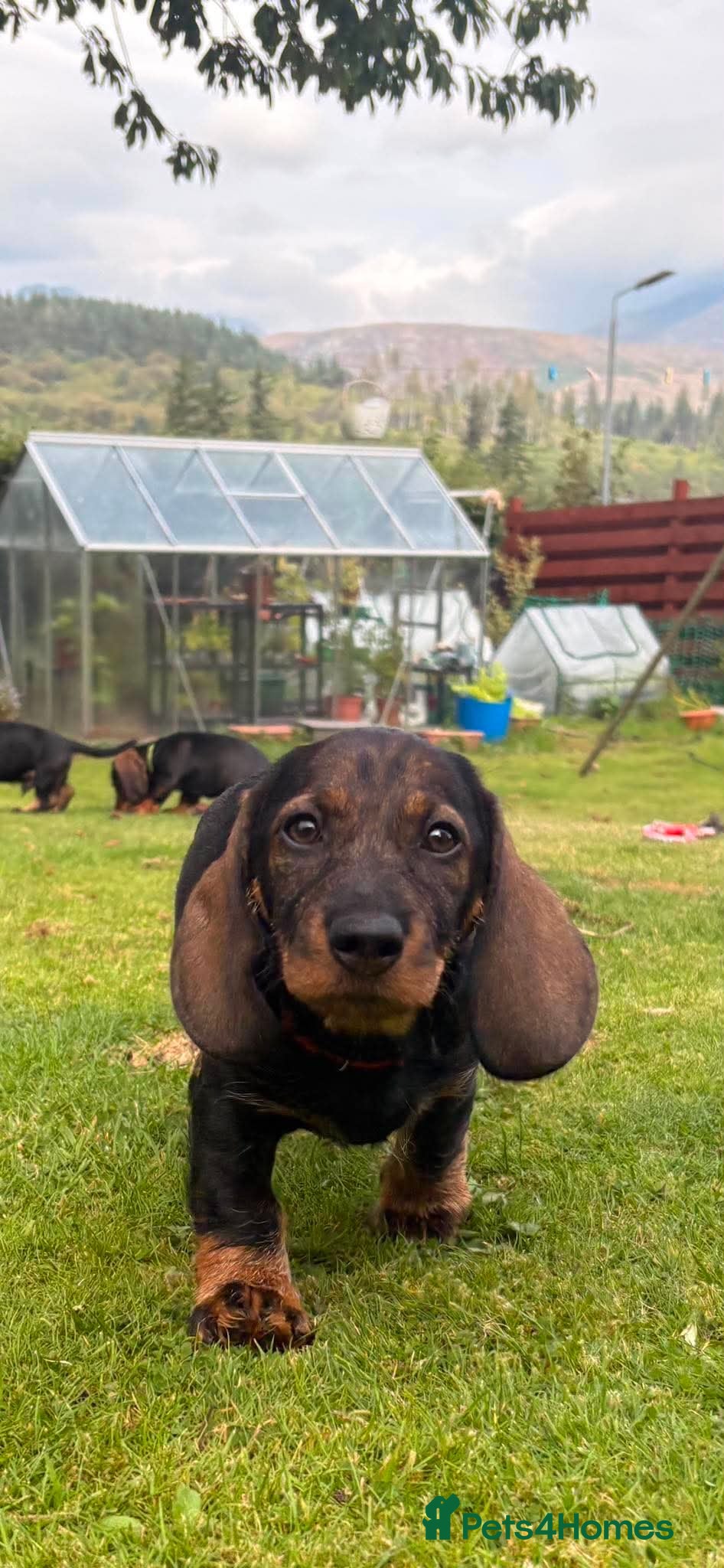 Dachshund dogs Wire haired dachshunds - Advert 2