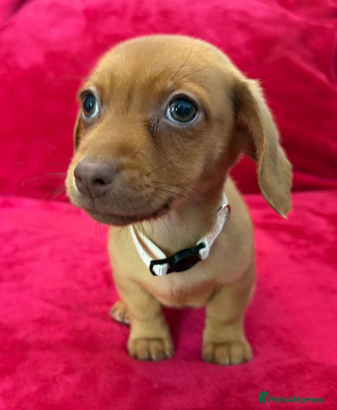 Chiweenie dogs for sale: Chiweenies chihuahua x mini dachshund  - Advert 33