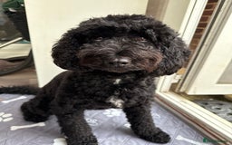 Cockapoo dogs for sale: Stunning Merle cockapoos - Image 5