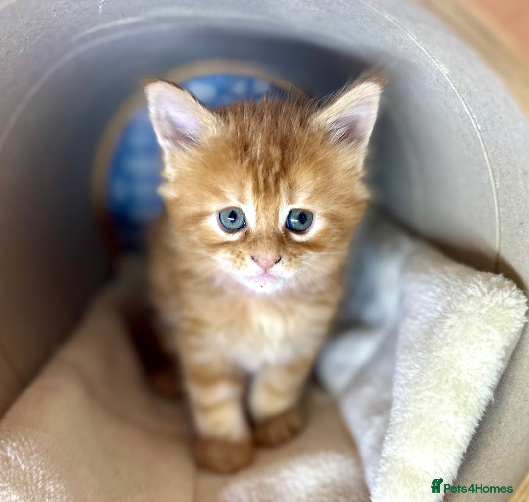 Maine Coon cats for sale: A litter of 7 Beautiful Maine coon kittens - Advert 15