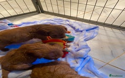 Cockalier dogs for sale: F1 fox red cockalier. girls and boys available - Image 2