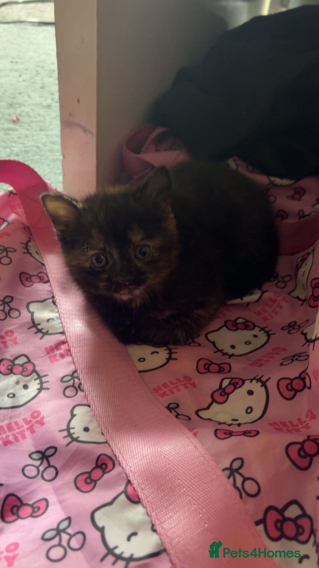 Ragdoll cats for sale: 3 ragdoll cross kittens  - Advert 8