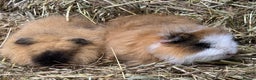 Guinea Pig rodents for sale: Bonded Swiss guinea pig boars - Advert 4