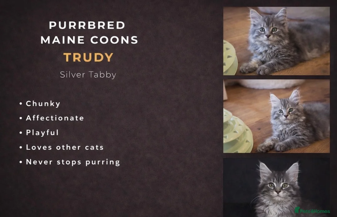 Maine Coon cats for stud: 4th Gen Maine Coon Stud – Black Smoke - Advert 4