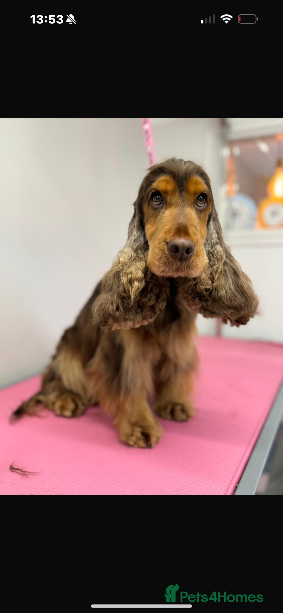 Cocker Spaniel dogs for sale: Last 2 boys fully vaccinated health checked  - Image 19