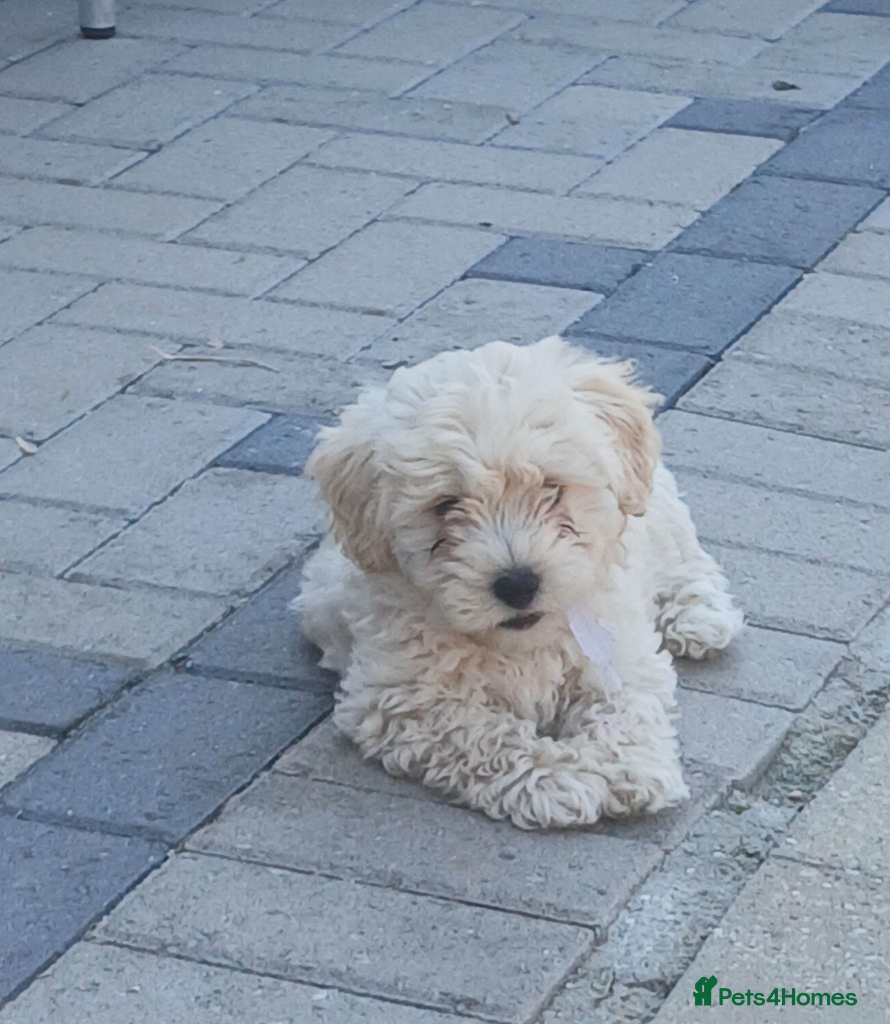 Maltipoo dogs Maltipoo puppies - Advert 1
