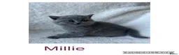 British Shorthair cats for sale: Stunning Blue British Shorthair Kittens  - Advert 14