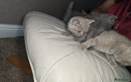 British Shorthair cats for sale: British Shorthair kitten  - Image 9