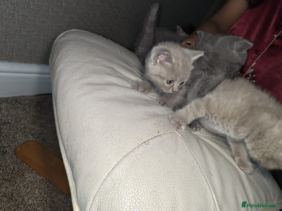 British Shorthair cats for sale: British Shorthair kitten  - Image 9
