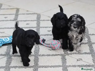 Cockapoo dogs F1 Cockapoo puppies for sale! - Advert 5