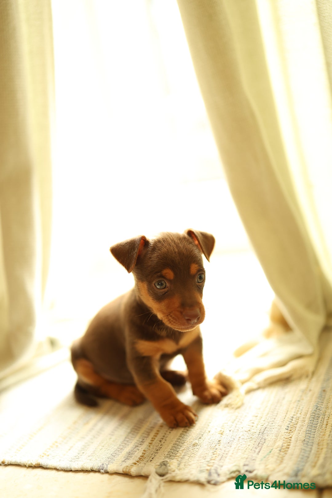 Jack Russell dogs for sale: Beautiful Jack Russell female puppies for sale - Advert 5