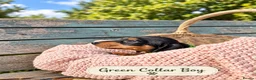 Miniature Dachshund dogs for sale: Miniature Dachshund Boys and Girl - Advert 9