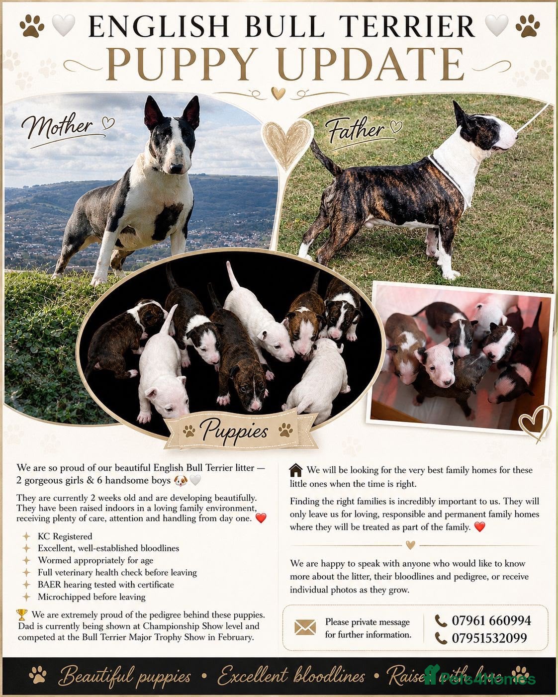 English Bull Terrier dogs English bull terriers puppies - Advert 9