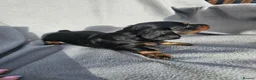 Miniature Dachshund dogs for sale: Miniature dachshunds - Advert 11